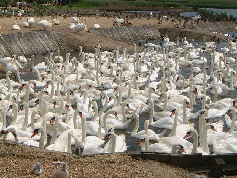 Abbotsbury Tea Rooms المظهر الخارجي الصورة